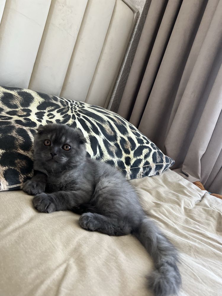 Котенок скотиш фолд 3 ойли огил бола