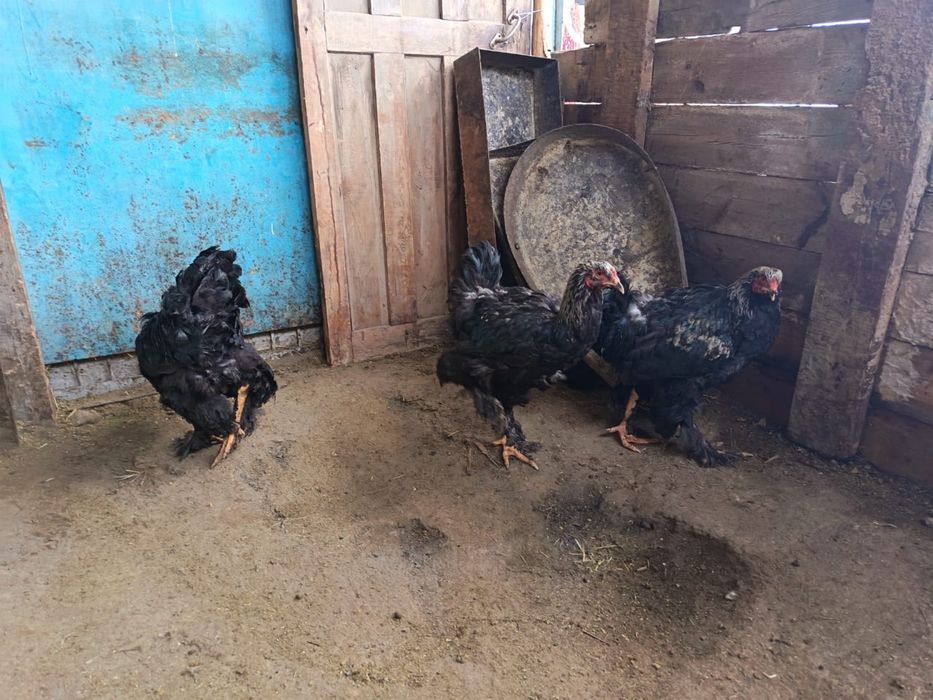 Әтештер сатылады