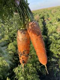 Морковь салатная