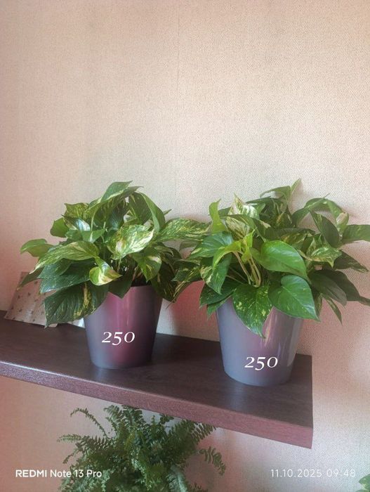 Домашние, комнатные цветы ухоженные ,здоровые