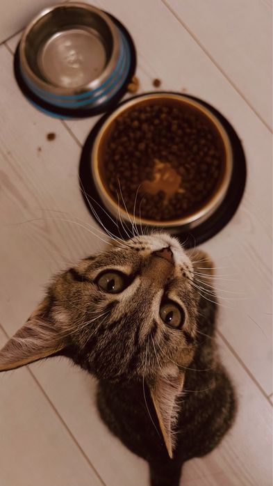 Отдам в добрые руки котёнка (мальчик)