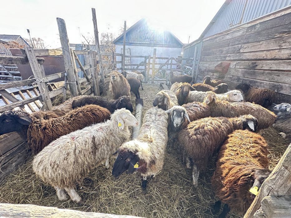 Продам баран 27 голов