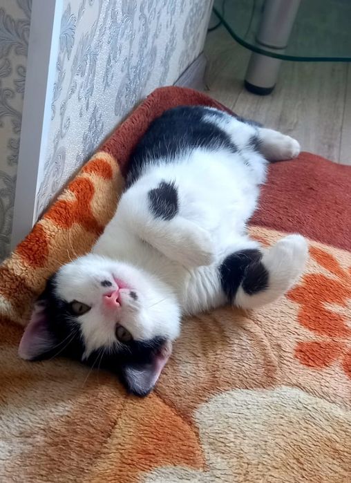 Отдам хорошие руки Кота