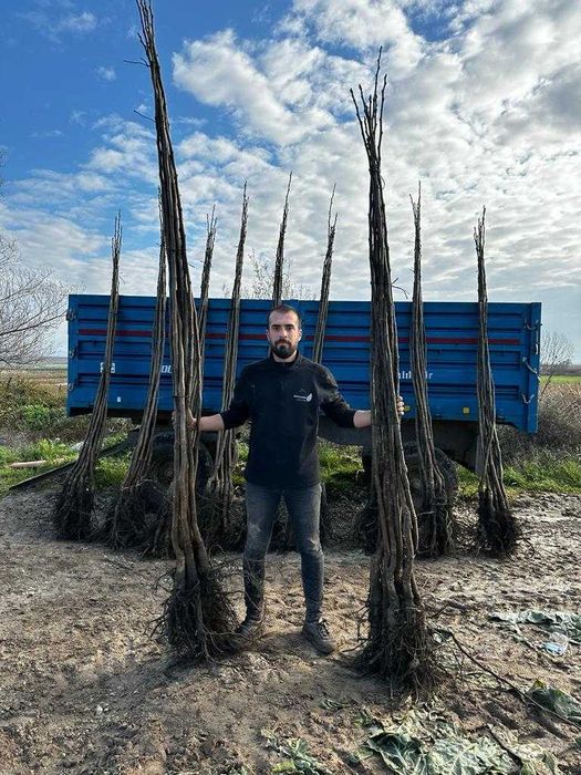 Subventii stat 650E hectar/ infiintare livezi.Nuci/Aluni.Prun.Cires.