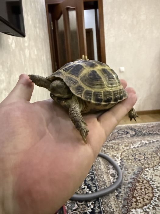 Cherepaxa Toshbaqa sotiladi