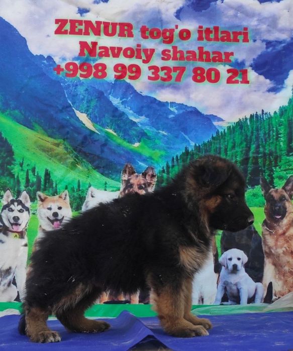 Sotiladi toza qon nemis ovcharkasi ayiq kalla