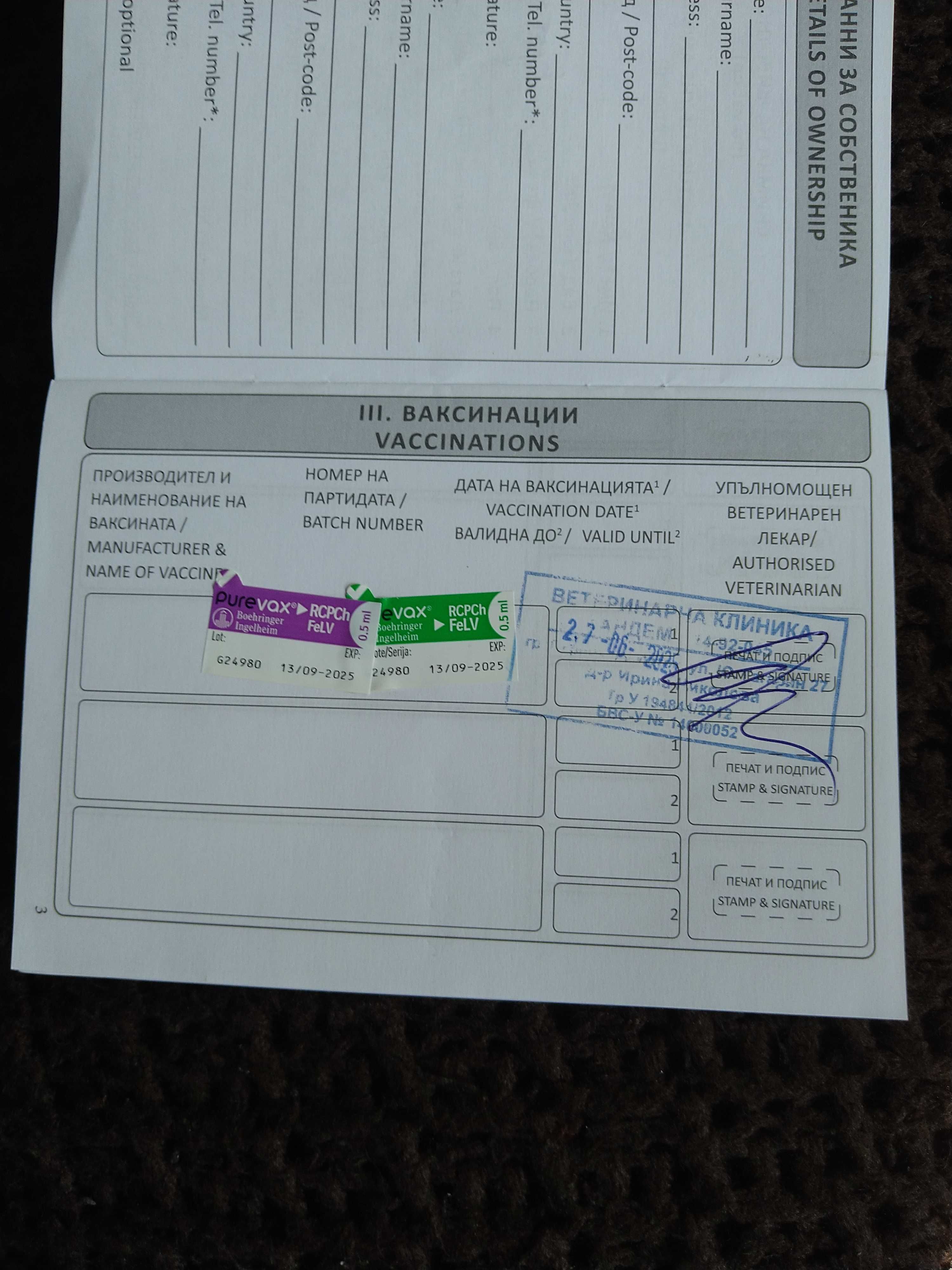 Британка късокосместа синя