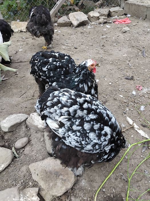 Cochinchina urias negru bobat