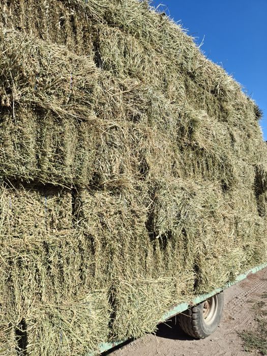 Vând baloti de lucerna