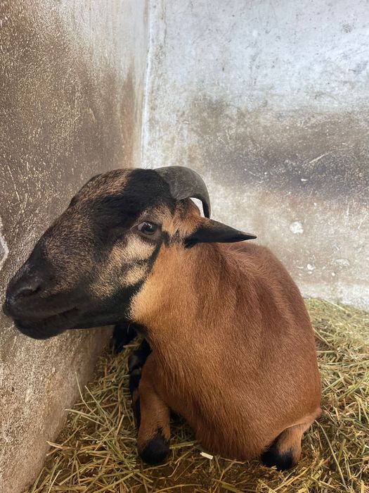 Berbec /oi Camerun original