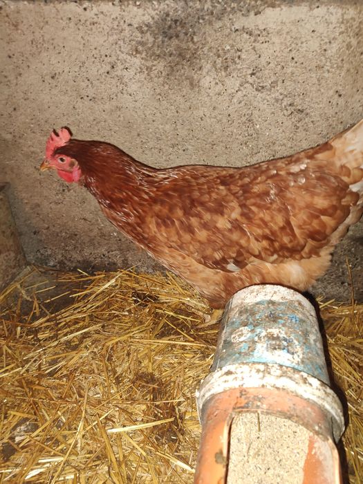 Vând puicuțe roși Ouătoare