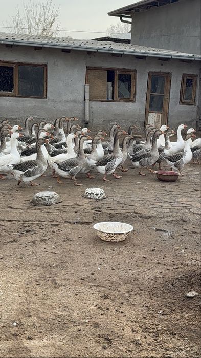 Крупные серий гуси Goz гозлар сотилади