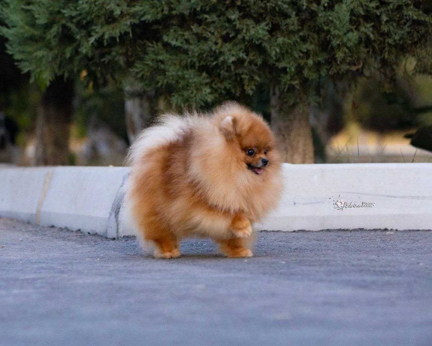 Вязка  Померанский Шпиц