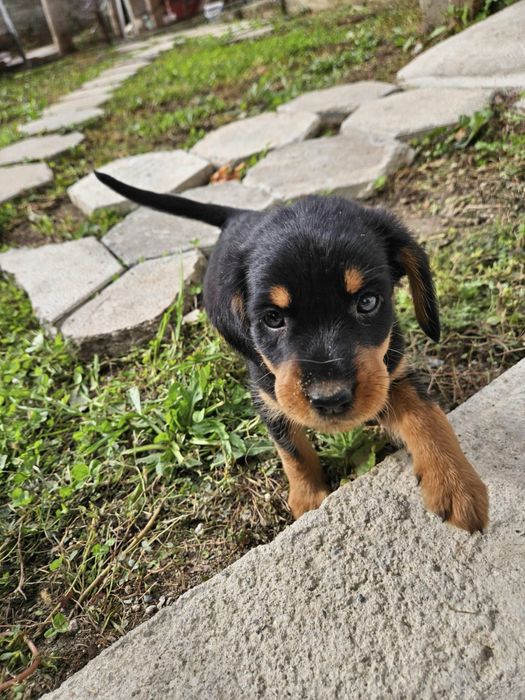 Подарява се мъжко куче Гонче