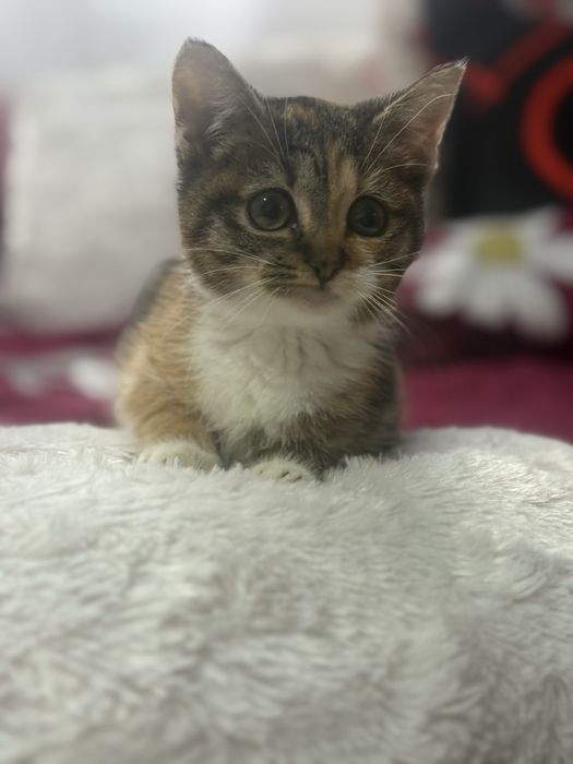 Donez Pui de Pisica , Rasa Europeana , Varsta 2 luni