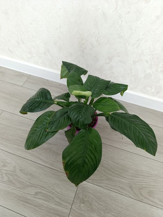 Продаётся Спатифилум