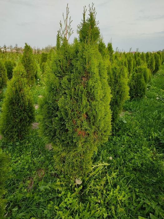 Туя Смарагд 150-160 см. 25000 тг. Оптом ив розницу в алматы свженцы