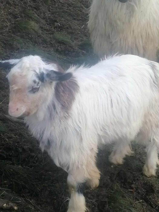 Vând 2 capre ,3 iede și un ied