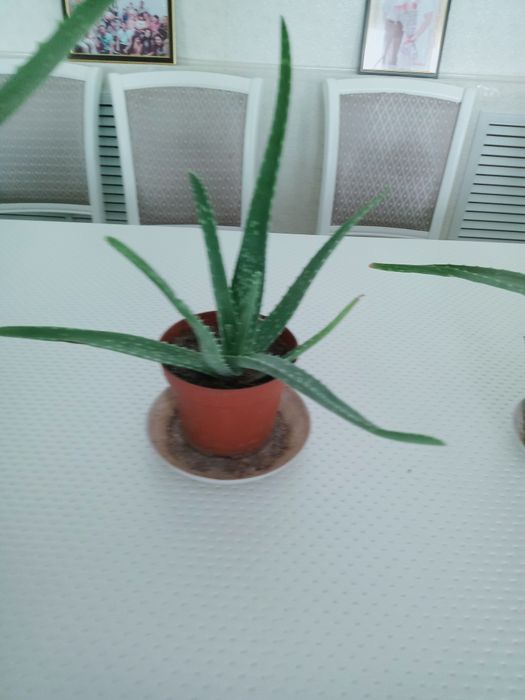 Алоэ  1,5 года и 2 года