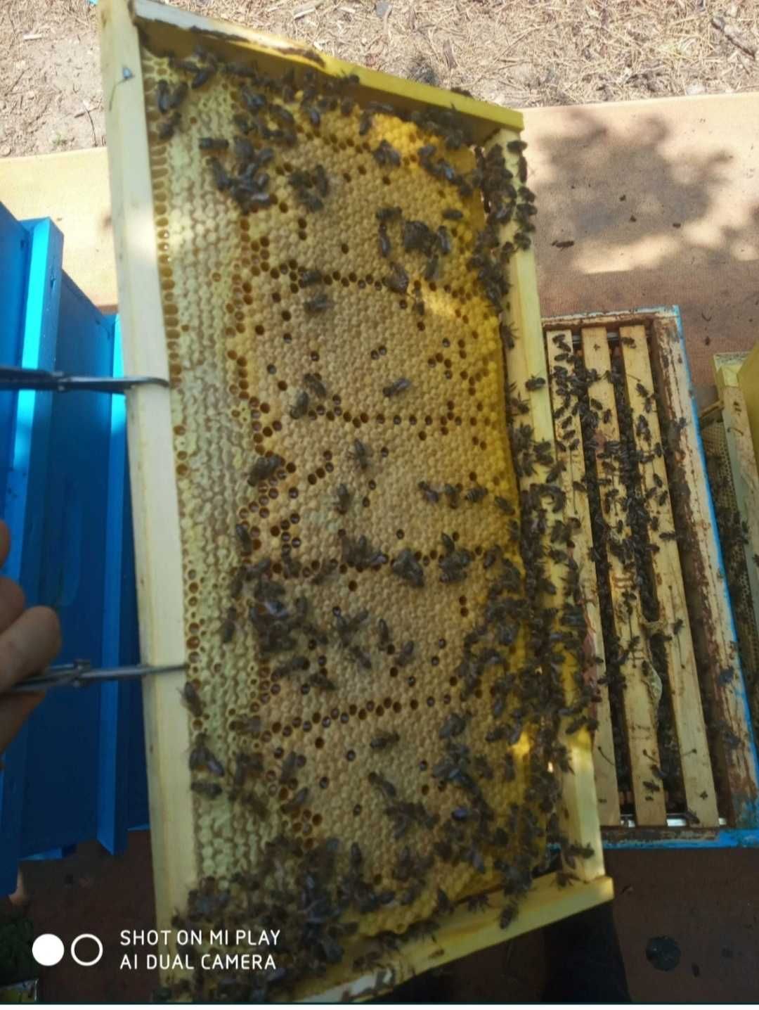 Пчелни отводки 2024г