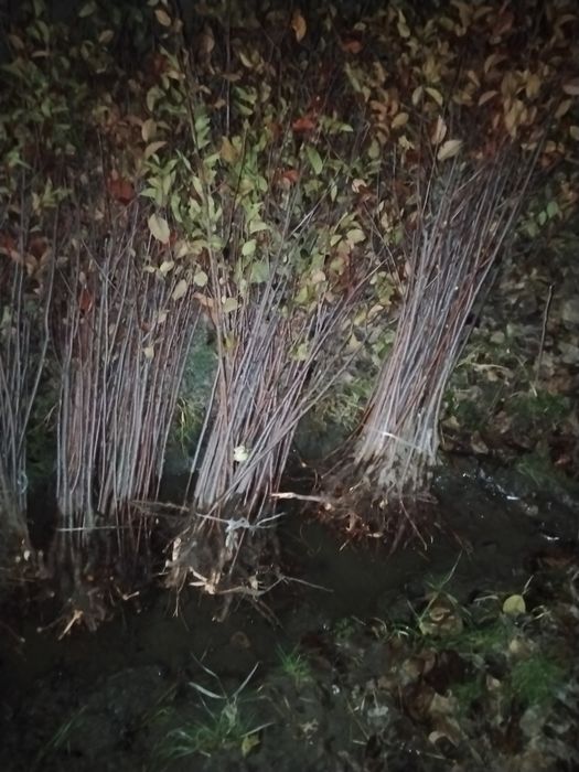 Shiponka va achchiq gilos