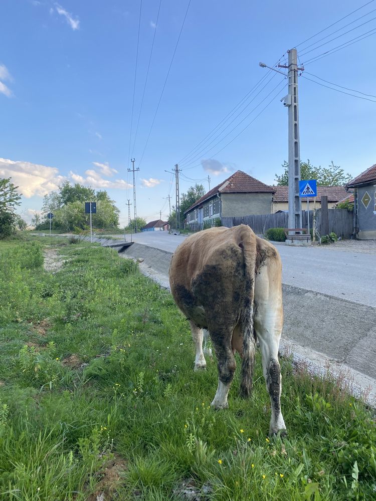 Vand vaca bălțată romaneasca
