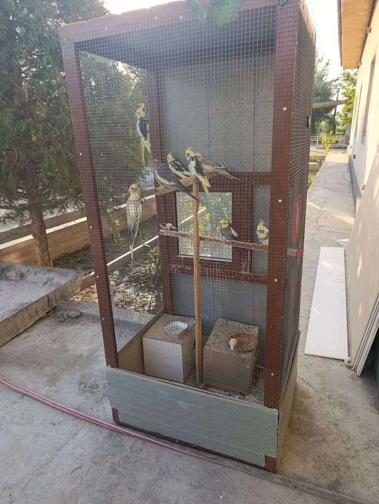 Qushlar katagi bilan sotiladi