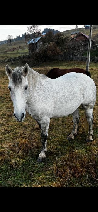 Vând cal, vârstă 8 ani