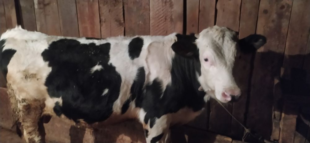 Буқа сатылады 1 жарым жасар