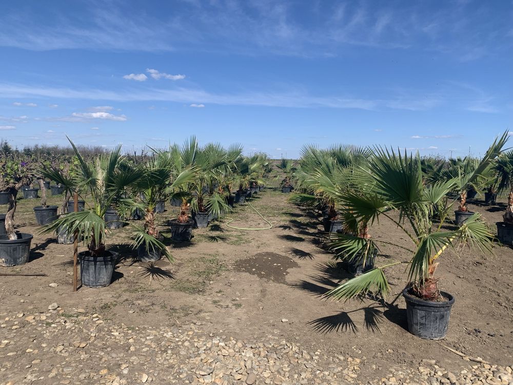 Washingtonia Robusta