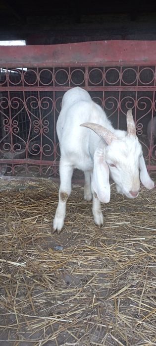 Țap metis anglonubian