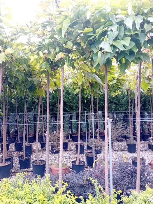 Vând catalpa globulară diferite dimensiuni