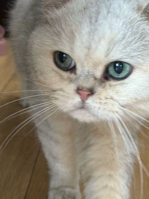 Отдам в хорошие руки кота, британец