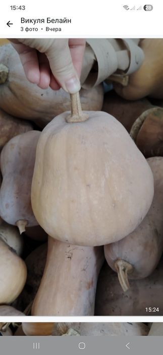 Продам мантную тыкву