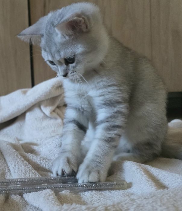 Puiut British Shorthair