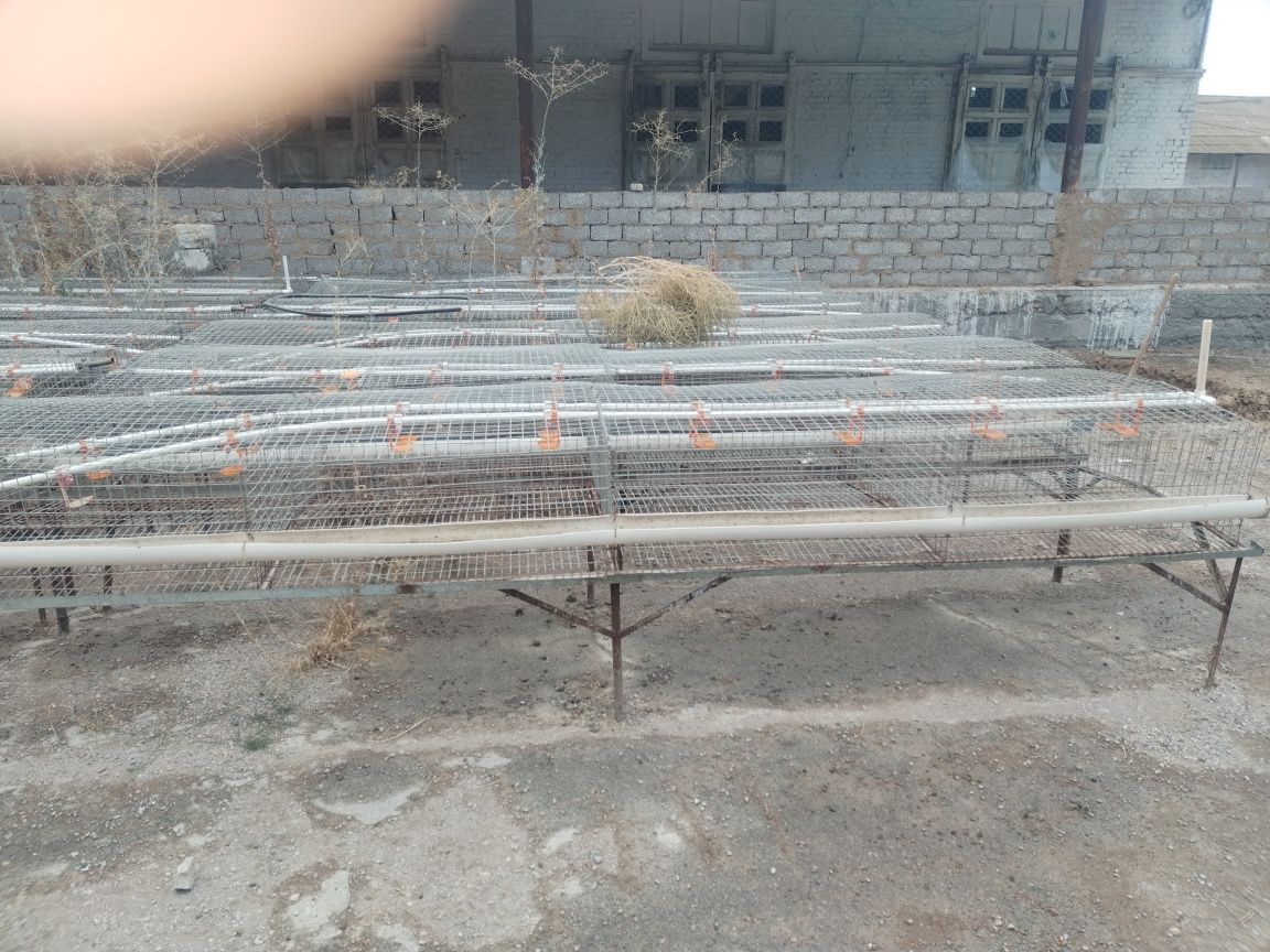 Товук учун катаклар