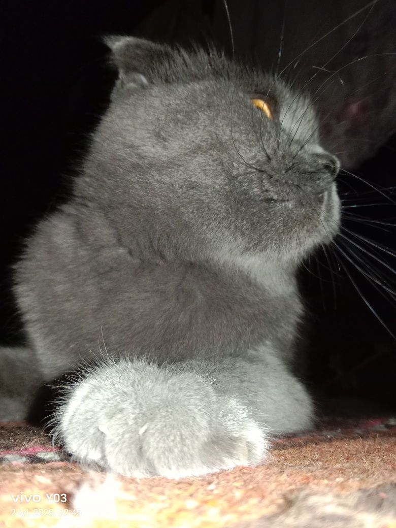 Mushuk sotiladii