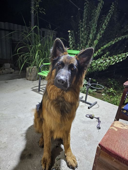 Немецкая овчарка.Вязка.