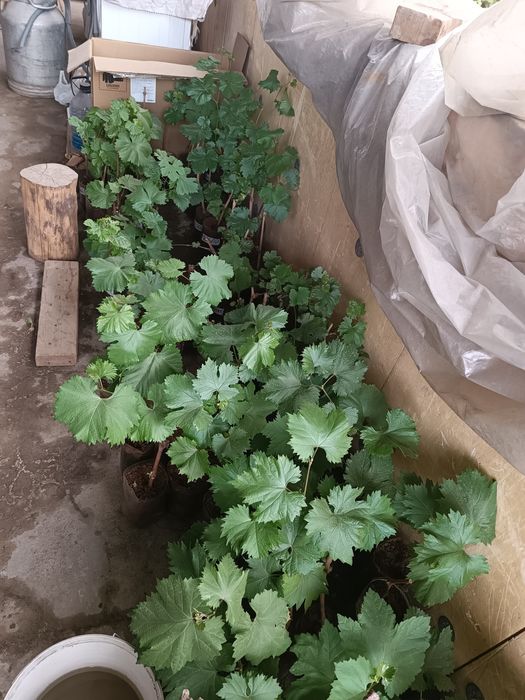 Продам саженцы винограда с комом Фараон, Тайфи, Монарх, Низина и тд
