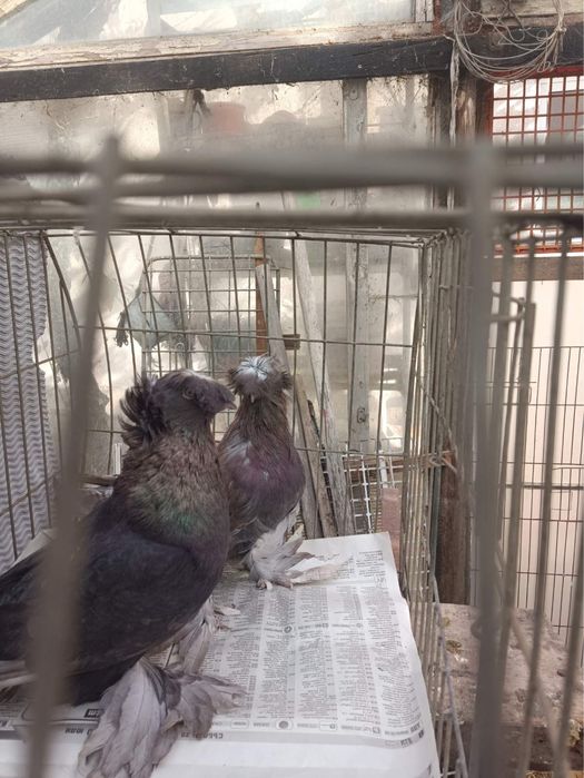 Немски Барабанчик Динкеши