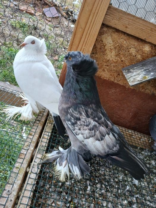 Porumbei tobosari germani