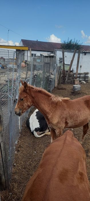 Продам жеребчика