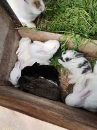 Vând iepuri pui 4 săpt.impreua cu mama lor.