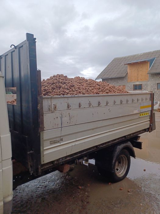 Cartofi animale  animale