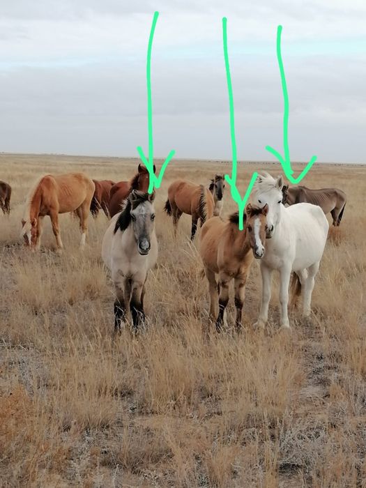 Тай бие жабағы сатылады