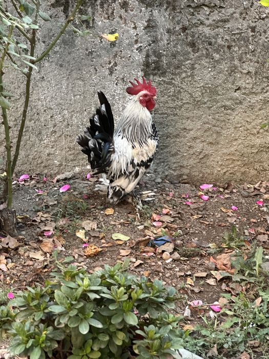 Disponibil cocos amerian