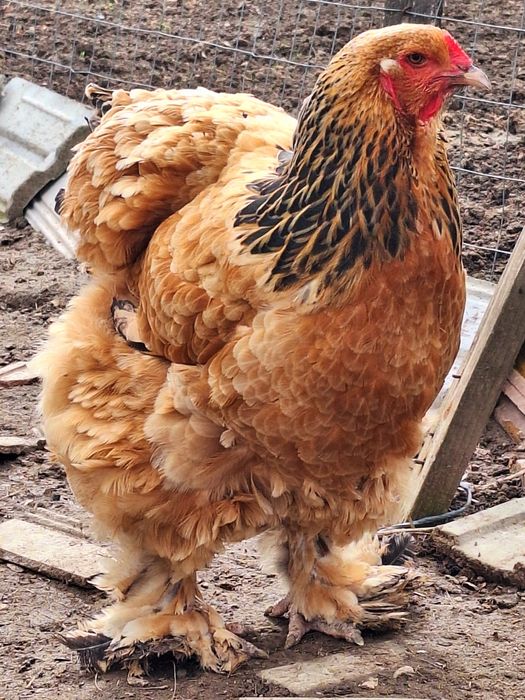 Brahma Columbia Galben-Negru