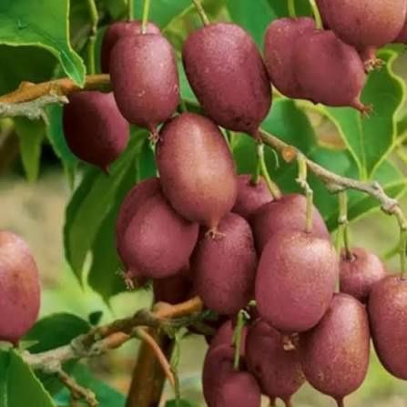 Kiwi (Soiul Ken 's Red )