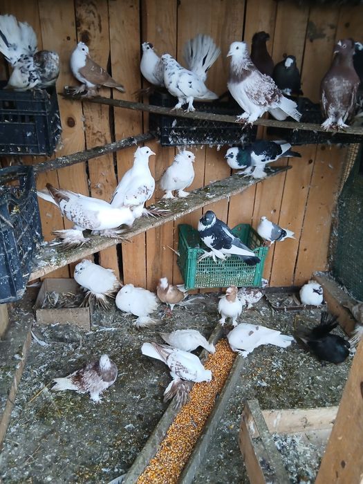 Diferite rase de porumbei