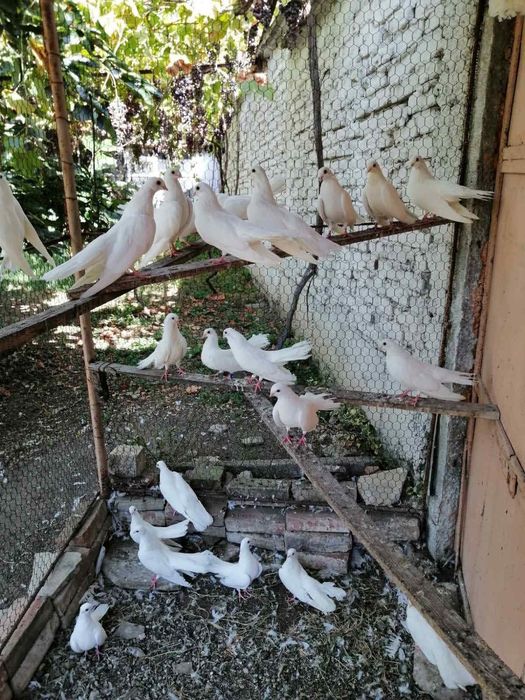 Продавам млади старозагорски бели гълъби